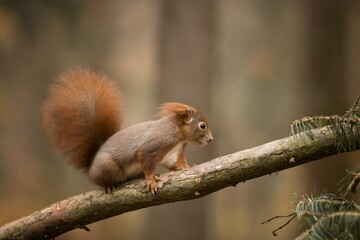 red squirrel on a tree