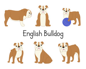 Set of English Bulldog in different poses. Collection of modern vector illustration of a dog