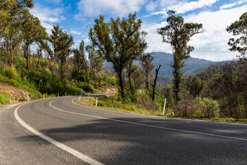 Fototapeta na wymiar A winding road in the Victorian alpine region