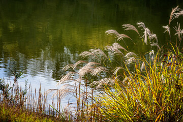 Sunlight accent wild plants grow on waters edge