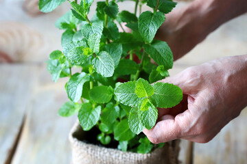 The leaves of mint growing in a pot are held by female hands.