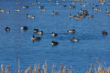 Fototapeta premium An Enormous Flock of Canada Geese