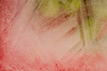 Fototapeta premium Small olive branch frozen inside a block of ice