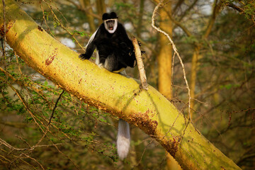 Black-and-white colobus or colobi - Colobus guereza, monkey native to Africa, related to red colobus monkey of Piliocolobus, long tail, female with young child cub on the tree in Kenya