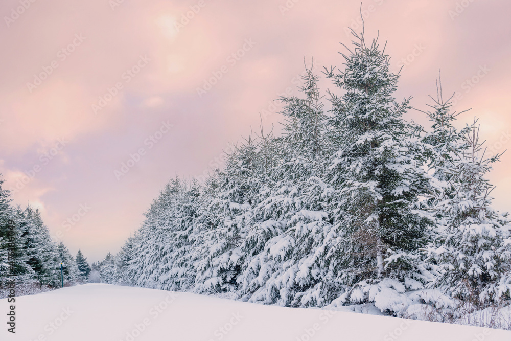 Canvas Prints rows of coniferous trees in a winter landscape.