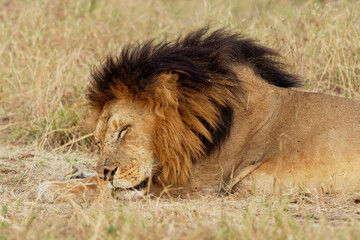 Sleeping Lion - Panthera leo king of the animals. Lion - the biggest african cat, big adult male laying in the bush and sleeping in Masai Mara National Park in Kenya Africa