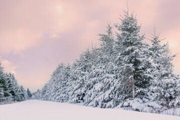 Rows of coniferous trees in a winter landscape.