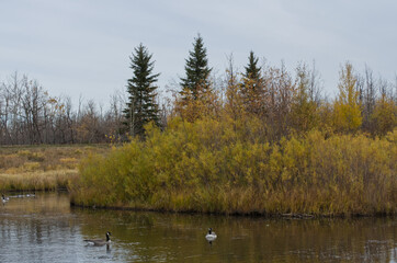 Pylypow Wetlands on a Cloudy Autumn Day