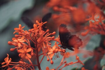 Batterfly within flower