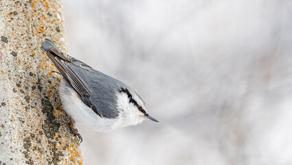 nuthatch in the winter forest sits on a tree branch.