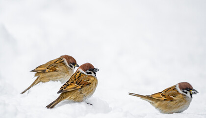 Male sparrow in the snow isolated, on a white background.