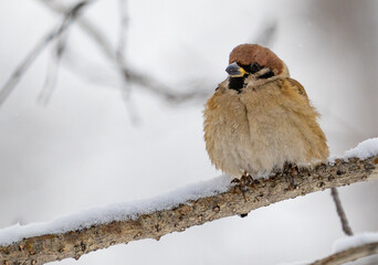 Eurasian tree sparrow sitting on a stick  in a snowy forest