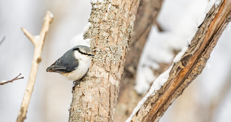 nuthatch in the winter forest sits on a tree branch.