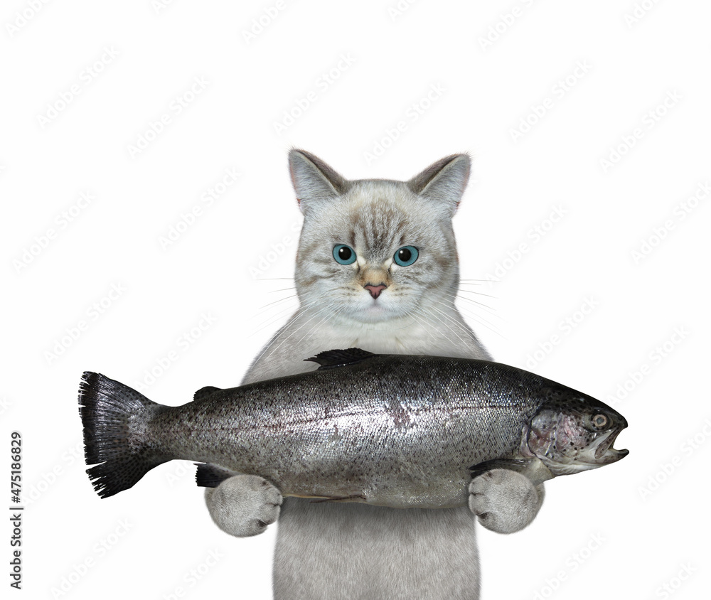 Wall mural an ashen cat is holding a large trout. white background. isolated.