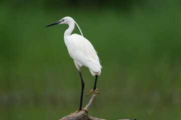 Fototapeta premium The little egret (Egretta garzetta)