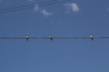 Swallows are sitting on a wire against the sky