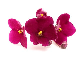 Dark red saintpaulia or african violet isolated on white background

