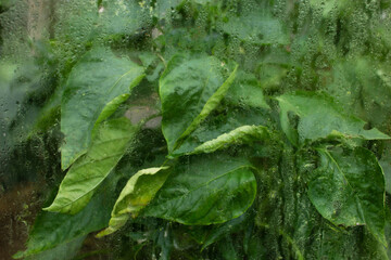 Close-up of plants with large leaves, water on the glass, natural evaporation in the greenhouse. Condensation on the glass of a greenhouse with green plants.