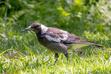 Australian Magpie feeding on a Botany Bay Weevil Beetle