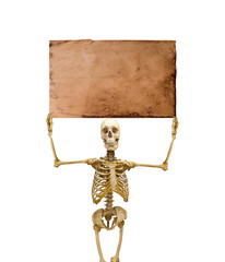 human skeleton holding a poster above its head isolated on white background