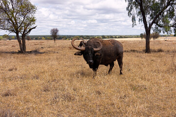 Asiatic water buffalo ,bubalus bubalis, in a dry grass field.