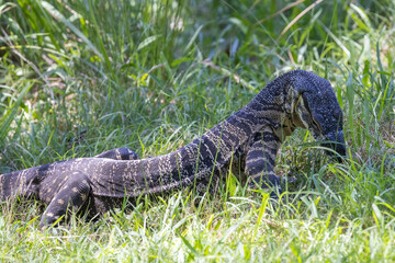 Australian Lace Monitor or Tree Goanna searching for food