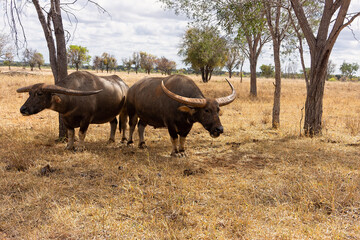 Asiatic water buffalo ,bubalus bubalis, in a dry grass field resting under trees.