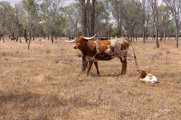 Texas longhorn cattle with a cow with enormous horns and her newborn calf resting in a dry paddock.