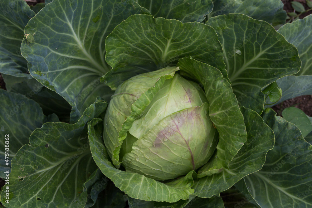 Sticker close up shot of a cabbage in the organic garden