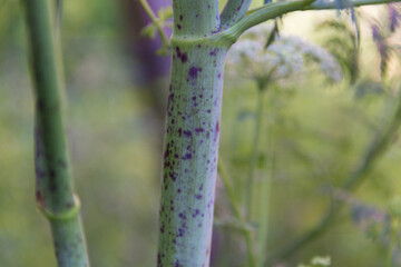 close up characteristic red spots of hemlock trunk
