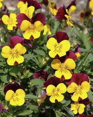 Fleurs de Viola cornuta jaune et pourpre