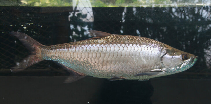 Tarpon de l'Atlantique (megalops atlanticus)