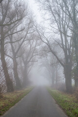 Bäume im Nebel