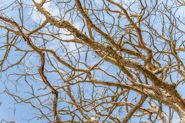 Gnarled branches of a dry tree against the blue sky.