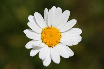 Switzerland. Daily Life.