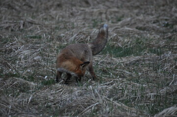Naklejka na ściany i meble The red fox was hunting in the morning in the meadow. Sneaking up and jumping on the victim.