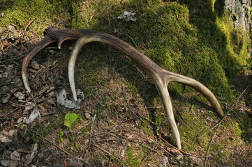Deer antlers lost by a bull deep in the forest. Sharp shining arrowheads in the undergrowth.