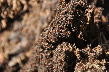 Red ants on an anthill in the woods basking in the spring sun after a long snowy winter.
