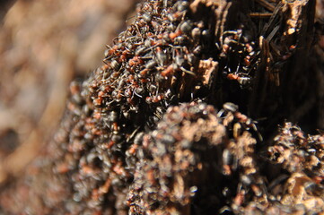 Red ants on an anthill in the woods basking in the spring sun after a long snowy winter.