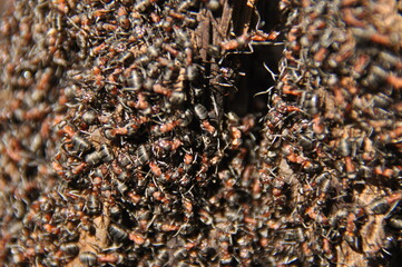 Red ants on an anthill in the woods basking in the spring sun after a long snowy winter.