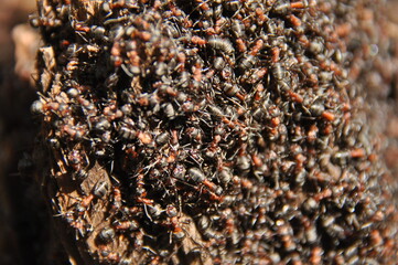 Red ants on an anthill in the woods basking in the spring sun after a long snowy winter.