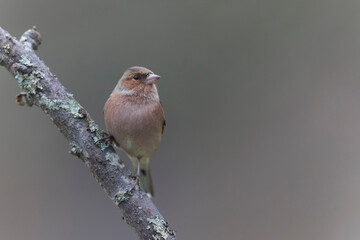 Common Chaffinch Fringilla coelebs perching on twig in autumnal atmosphere