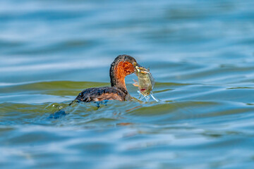 little grebe with fish in water 