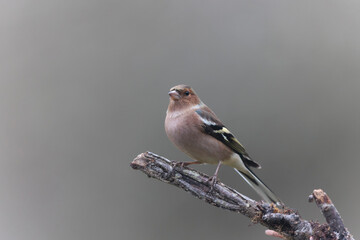 Common Chaffinch Fringilla coelebs perching on twig in autumnal atmosphere