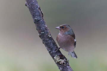 Common Chaffinch Fringilla coelebs perching on twig in autumnal atmosphere