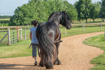 Woman walking aroused stallion horse