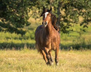 Horse running in tall grass field