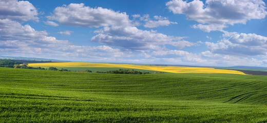 Agricultural field of green shoots of winter wheat and blooming yellow rape on the horizon.