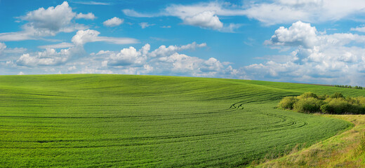 panorama of green field, farmland on the horizon in spring and blue sky
