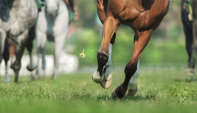 Close up of legs and hooves as race horses run at us on turf track.